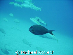 Doctor fish on the inside reef at Lauderdale by the Sea by Michael Kovach 
